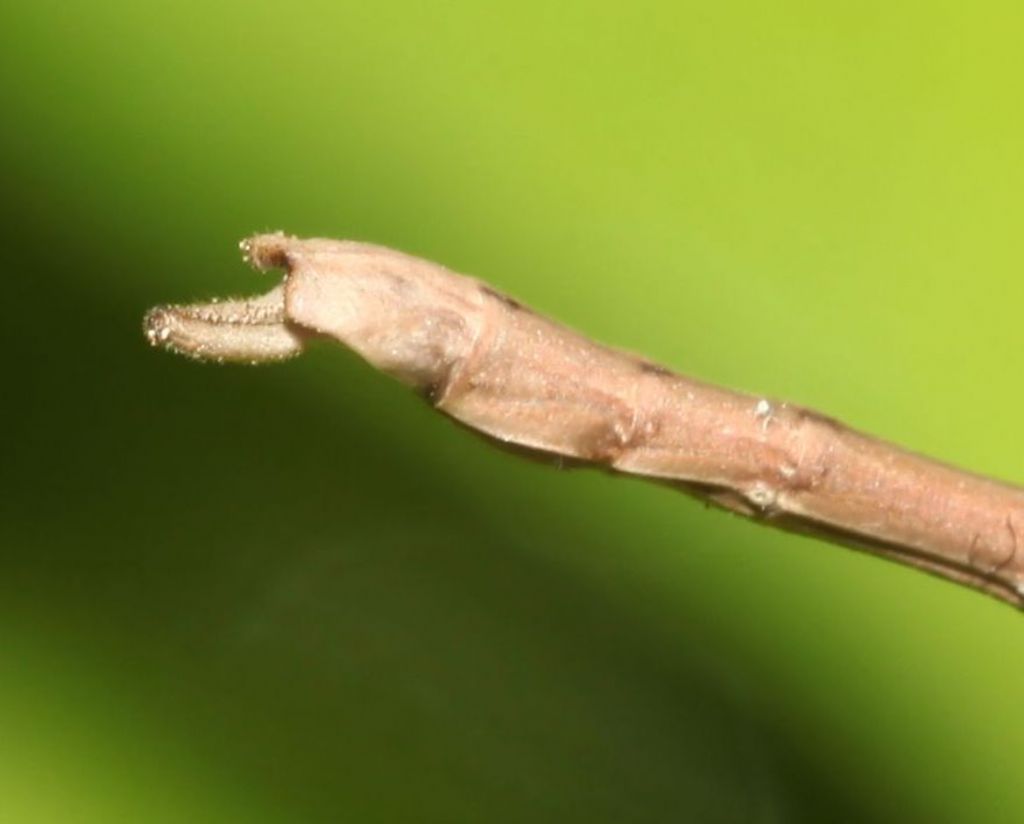 Bacillidae: Bacillus rossius, maschio